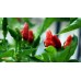 Bird's-Eye Chillies - Extremely Spicy, Healthy, Chilli Pepper